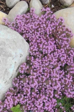 Creeping Mother Of Thyme (Thymus Serpyllum) - 5 Pack Of Quart Pots 13 Creeping Mother Of Thyme (Thymus Serpyllum) - 5 Pack Of Quart Pots -Herbers Zone Thyme Red Creeping 12