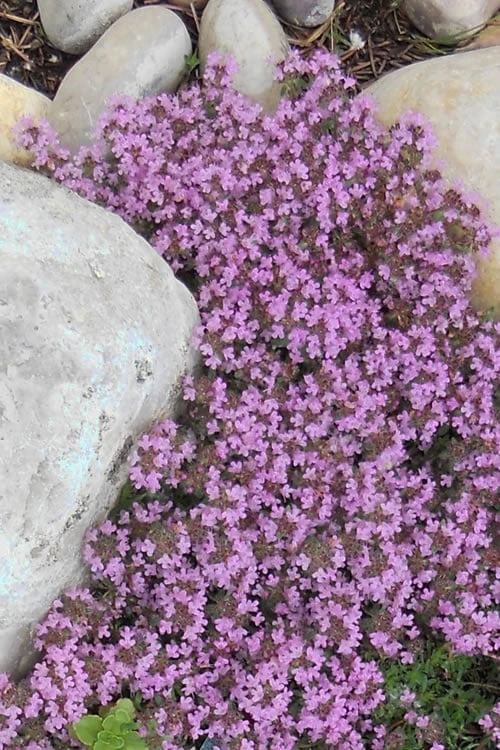 Creeping Mother Of Thyme (Thymus Serpyllum) - 5 Pack Of Quart Pots 7 Creeping Mother Of Thyme (Thymus Serpyllum) - 5 Pack Of Quart Pots - Image 7