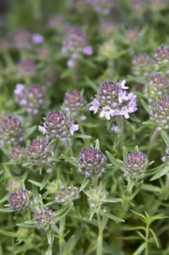 Spicy Orange Thyme - 6 Pack Of Pint Pots -Herbers Zone Thyme Spicy Orange 10