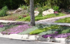 Woolly Creeping Thyme (Thymus Lanuginosis) - 6 Pack Of Pint Pots -Herbers Zone Thymus mixture 1