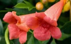 Madame Galen Trumpet Vine (Campsis) - 1 Gallon Pot -Herbers Zone Trumpet Vine Madame Galen Flowers