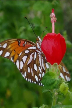 Turk's Cap Mallow - Malvaviscus Drummondii - 1 Gallon Pot 15 Turk's Cap Mallow - Malvaviscus Drummondii - 1 Gallon Pot -Herbers Zone Turks Cap 5