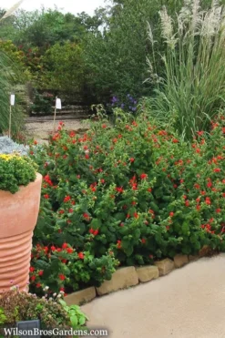 Turk's Cap Mallow (Malvaviscus Drummondii) - 5 Pack Of Quart Pots 18 Turk's Cap Mallow (Malvaviscus Drummondii) - 5 Pack Of Quart Pots -Herbers Zone Turks Cap 7 1