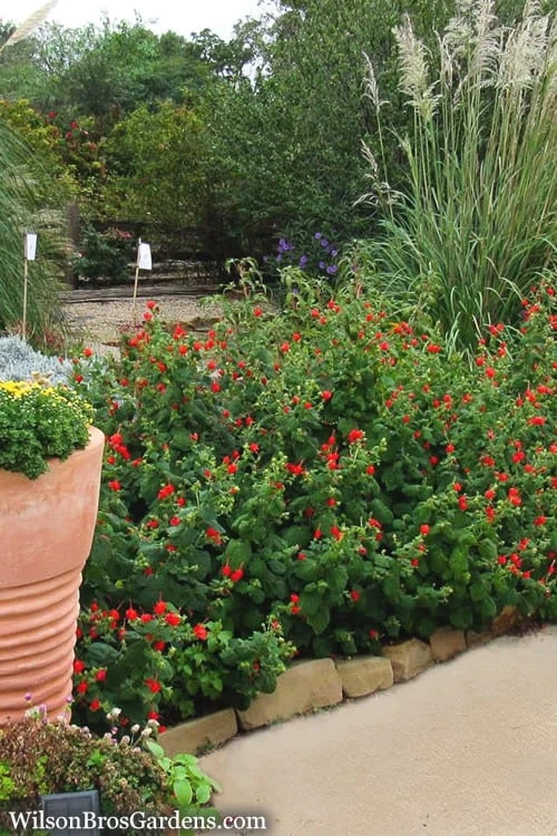 Turk's Cap Mallow - Malvaviscus Drummondii - 1 Gallon Pot 4 Turk's Cap Mallow - Malvaviscus Drummondii - 1 Gallon Pot - Image 4