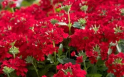 EnduraScape Red Verbena - 5 Pack Of Pint Pots 9 EnduraScape Red Verbena - 5 Pack Of Pint Pots -Herbers Zone Verbena EnduraScape Red 1