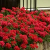 EnduraScape Red Verbena - 5 Pack Of Pint Pots