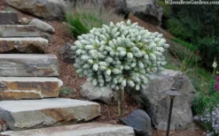 Ice Breaker Korean Fir (Single Trunk Topiary) - 2 Gallon Pot -Herbers Zone abies koreana kouhouts ice breaker korean fir 2