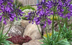 Ever Amethyst Agapanthus (Lily Of The Nile) - 1 Gallon Pot -Herbers Zone agapanthus ever amethyst lily of the nile 10