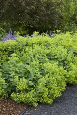 Auslese Lady's Mantle (Alchemilla Mollis) - 1 Gallon Pot -Herbers Zone alchemilla mollis auslese ladys mantle 1
