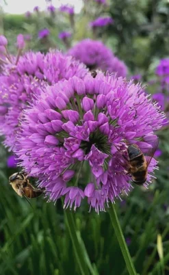 Millenium Allium (Ornamental Onion) - 1 Gallon Pot -Herbers Zone allium millenium 10 1
