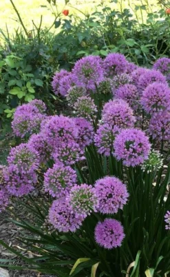 Millenium Allium (Ornamental Onion) - 6 Pack Of 1 Gallon Pots -Herbers Zone allium millenium 2