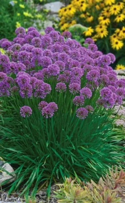 Millenium Allium (Ornamental Onion) - 1 Gallon Pot -Herbers Zone allium millenium 3 1