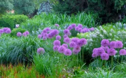 Millenium Allium (Ornamental Onion) - 1 Gallon Pot -Herbers Zone allium millenium 4 1