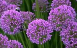 Millenium Allium (Ornamental Onion) - 6 Pack Of 1 Gallon Pots -Herbers Zone allium millenium 5