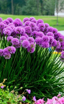 Millenium Allium (Ornamental Onion) - 1 Gallon Pot -Herbers Zone allium millenium 6 1