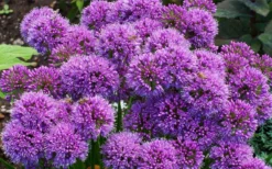Millenium Allium (Ornamental Onion) - 6 Pack Of 1 Gallon Pots -Herbers Zone allium millenium 9