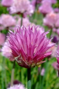 Chives Plant (Allium Schoenoprasum) - 5 Pack Of Quart Pots 11 Chives Plant (Allium Schoenoprasum) - 5 Pack Of Quart Pots -Herbers Zone allium schoenprasum chives 2
