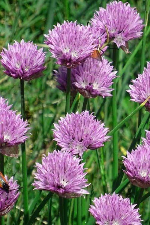 Chives Plant (Allium Schoenoprasum) - 5 Pack Of Quart Pots 5 Chives Plant (Allium Schoenoprasum) - 5 Pack Of Quart Pots - Image 5