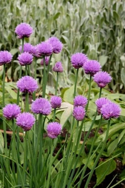 Chives Plant (Allium Schoenoprasum) - 5 Pack Of Quart Pots 9 Chives Plant (Allium Schoenoprasum) - 5 Pack Of Quart Pots -Herbers Zone allium schoenprasum chives 4