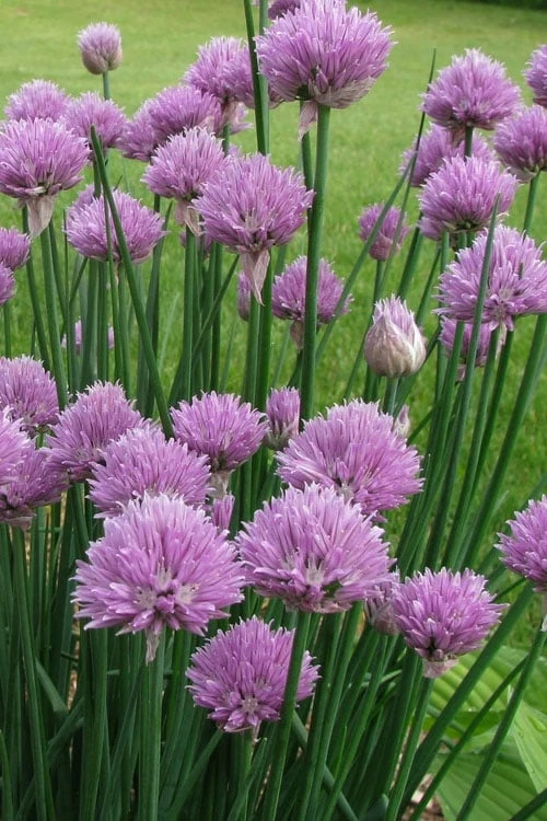 Chives Plant (Allium Schoenoprasum) - 5 Pack Of Quart Pots 1 Chives Plant (Allium Schoenoprasum) - 5 Pack Of Quart Pots