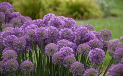 Serendipity Allium (Ornamental Onion) - 1 Gallon Pot -Herbers Zone allium serendipity 2 800x500 1