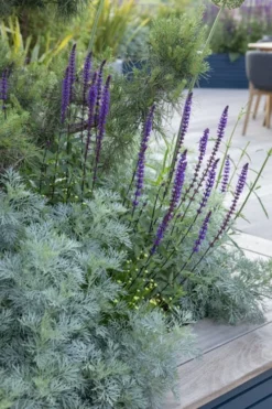 Powis Castle Artemisia - 1 Gallon Pot -Herbers Zone artemisia powis castle 4