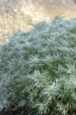Silver Mound Artemisia - 1 Gallon Pot -Herbers Zone artemisia schmidtiana silver mound 4