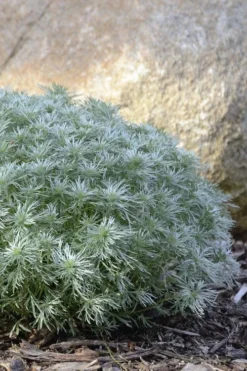 Silver Mound Artemisia - 1 Gallon Pot -Herbers Zone artemisia schmidtiana silver mound 5