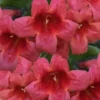 Shalimar Red Crossvine - Bignonia Capreolata - 1 Gallon Pot