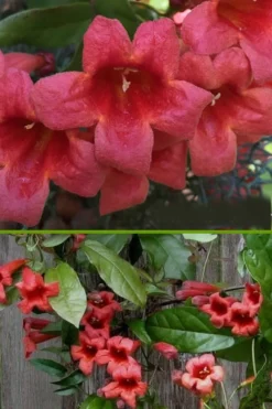 Shalimar Red Crossvine - Bignonia Capreolata - 1 Gallon Pot 11 Shalimar Red Crossvine - Bignonia Capreolata - 1 Gallon Pot -Herbers Zone bignonia shalimar red crossvine 500x750 2