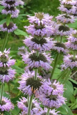Downy Pagoda Plant (Blephilia Ciliata) - 1 Gallon Pot -Herbers Zone blephilia ciliata downy pagoda wood mint 4