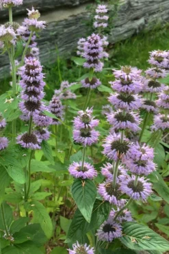 Downy Pagoda Plant (Blephilia Ciliata) - 1 Gallon Pot -Herbers Zone blephilia ciliata downy pagoda wood mint 5