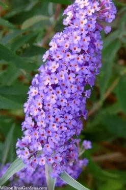 Nanho Blue Butterfly Bush - Buddleia - 1 Gallon Pot -Herbers Zone buddleia davidii nanho blue butterfly bush 2