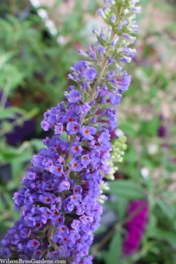 Nanho Blue Butterfly Bush - Buddleia - 1 Gallon Pot -Herbers Zone buddleia davidii nanho blue butterfly bush 3