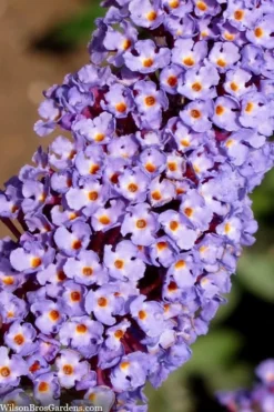 Nanho Blue Butterfly Bush - Buddleia - 1 Gallon Pot -Herbers Zone buddleia davidii nanho blue butterfly bush 4