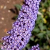 Nanho Blue Butterfly Bush - Buddleia - 1 Gallon Pot
