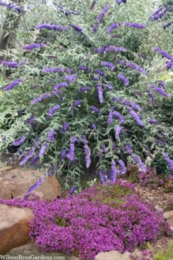 Nanho Blue Butterfly Bush - Buddleia - 1 Gallon Pot -Herbers Zone buddleia davidii nanho blue butterfly bush 6