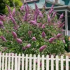 Pink Delight Butterfly Bush - 1 Gallon Pot