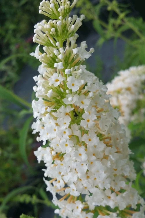 White Profusion Butterfly Bush - 3 Gallon Pot 4 White Profusion Butterfly Bush - 3 Gallon Pot - Image 4