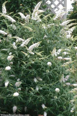 White Profusion Butterfly Bush - 3 Gallon Pot 9 White Profusion Butterfly Bush - 3 Gallon Pot -Herbers Zone buddleia davidii white profusion butterfly bush 3