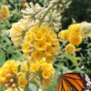 Honeycomb Yellow Butterfly Bush - Quart Pot