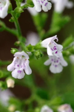 Calamint Plant (Calamintha Nepeta) - 1 Gallon Pot -Herbers Zone calamint 14