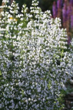 Calamint Plant (Calamintha Nepeta) - 1 Gallon Pot -Herbers Zone calamint 15