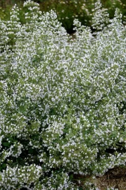 Calamint Plant (Calamintha Nepeta) - 1 Gallon Pot -Herbers Zone calamint 20