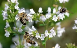 White Cloud Calamint - 5 Pack Of Quart Pots -Herbers Zone calamint white cloud 5