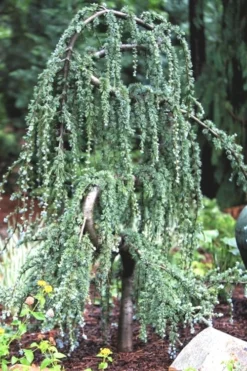 Serpentine Weeping Blue Atlas Cedar - 5 Gallon Pot -Herbers Zone ceadr blue atlas serpentine 1