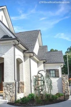 Serpentine Weeping Blue Atlas Cedar - 5 Gallon Pot -Herbers Zone cedar blue atlas serpentine 11