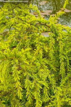 Gold Cascade Deodar Cedar (Single Trunk Topiary Tree)- 7 Gallon Pot -Herbers Zone cedrus deodara gold cascade single trunk tree form topiary 3