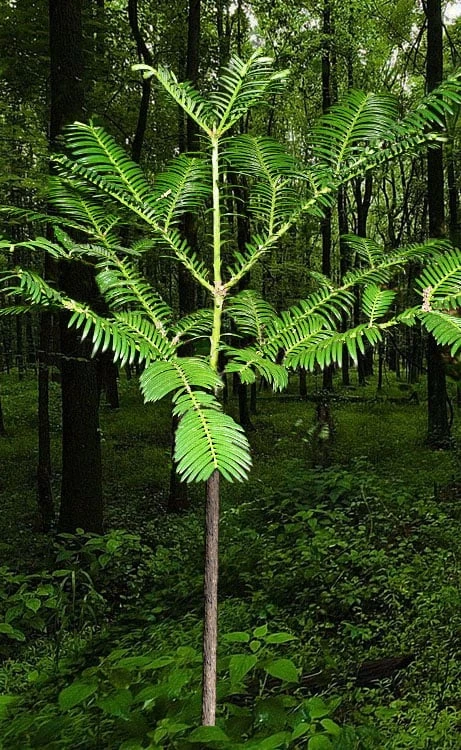 Japanese Plum Yew Tree (Cephalotaxus Harringtonia) - 3 Gallon Pot 1 Japanese Plum Yew Tree (Cephalotaxus Harringtonia) - 3 Gallon Pot