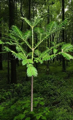 Japanese Plum Yew Tree (Cephalotaxus Harringtonia) - 3 Gallon Pot 8 Japanese Plum Yew Tree (Cephalotaxus Harringtonia) - 3 Gallon Pot -Herbers Zone cephalotaxus harringtonia tree 6